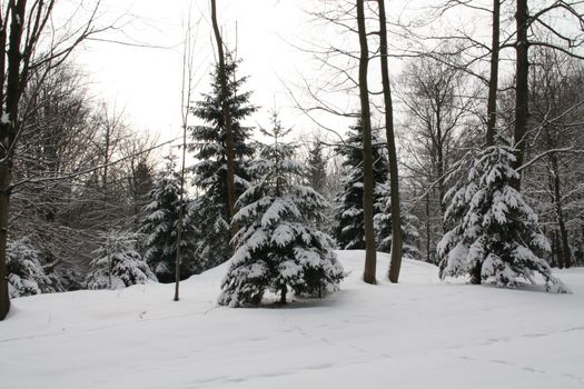 winter snow-covered Christmas trees in a city park in Germany Europe. High quality photo