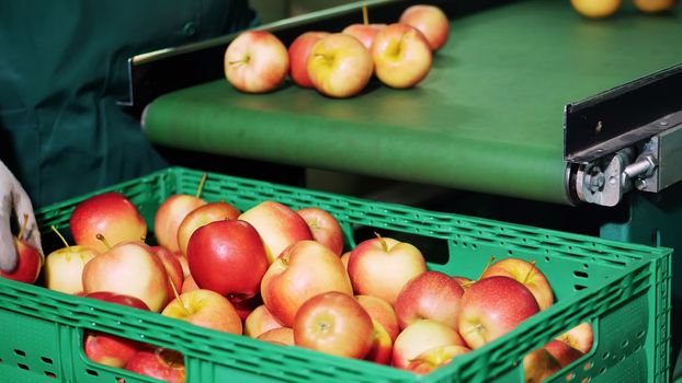 in an apple processing factory, workers in gloves sort apples. Ripe apples sorting by size and color, then packing. industrial production facilities in food industry. close up. High quality photo