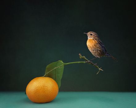 wall paper. banner. Little bird sits on leaf of tangerine mandarine on the blue table in the room on black background. High quality photo