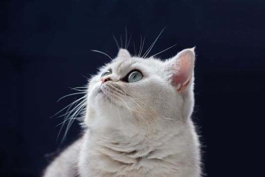White British cat sits on a black background, looks up. Close up. Copy space