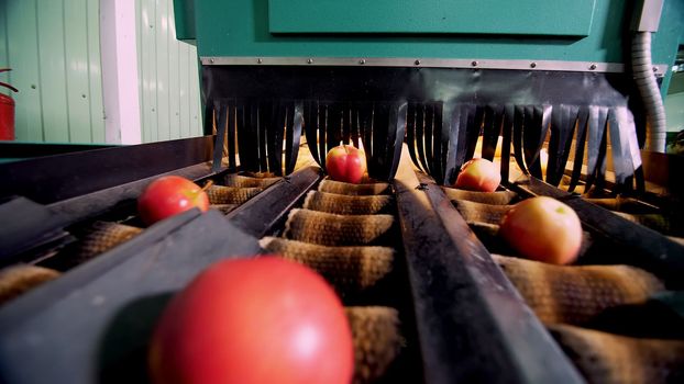 Equipment in a factory for drying and sorting apples. industrial production facilities in food industry. High quality photo