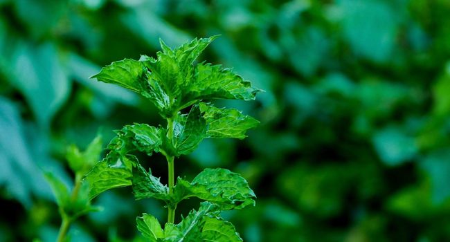 Two young stems of mint in the garden. Growing mint stems and leaves exposed to the sun.