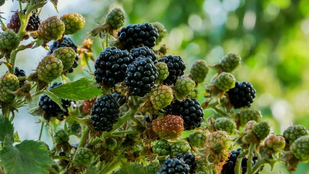 top of the bush. A bunch of ripe blackberries on top of a bush against a blurred background.