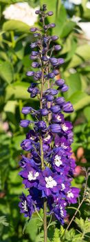 Candle larkspur (Delphinium elatum), close up of the flower head