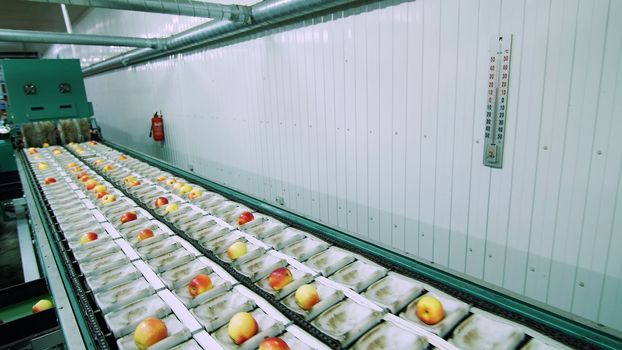 Equipment in a factory for drying and sorting apples. industrial production facilities in food industry. High quality photo