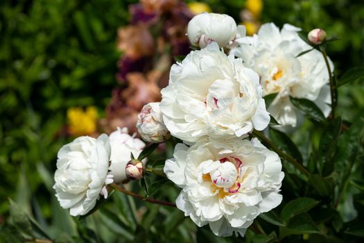 Close up image of Peony (Paeonia lactiflora), flowers of summer