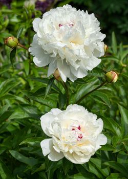 Close up image of Peony (Paeonia lactiflora), flowers of summer