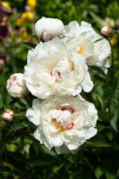 Close up image of Peony (Paeonia lactiflora), flowers of summer