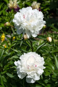 Close up image of Peony (Paeonia lactiflora), flowers of summer