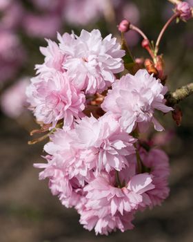 Hill Cherry Kiku-Shidare-Sakura (Prunus serrulata)