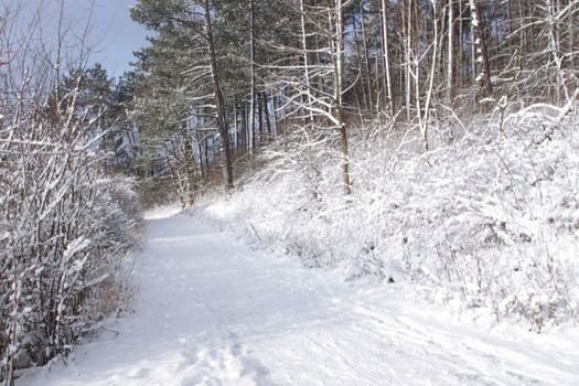 a road in a forest or park covered with snow in winter along with surrounding bushes and trees and Christmas trees in Germany Europe. High quality photo