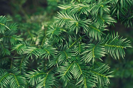 Berry yew plant texture background. Taxus baccata green twig texture. High quality photo