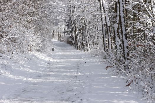 a road in a forest or park covered with snow in winter along with surrounding bushes and trees and Christmas trees in Germany Europe. High quality photo