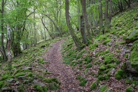 Long distance Rhine Castle hiking trail close to Bingen, Rhine Valley, Germany