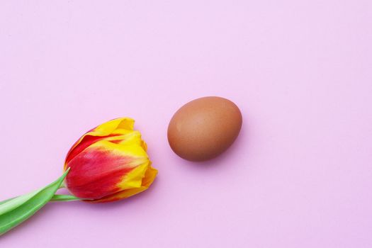 Happy Easter. top view of tulip flowers and traditional easter eggs Abstract photo of a red tulip and chicken egg on a pink background.