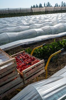 France, Gironde, May 2022: Box with ripe red strawberry while working on strawberry greenhouse field. High quality 4k footage