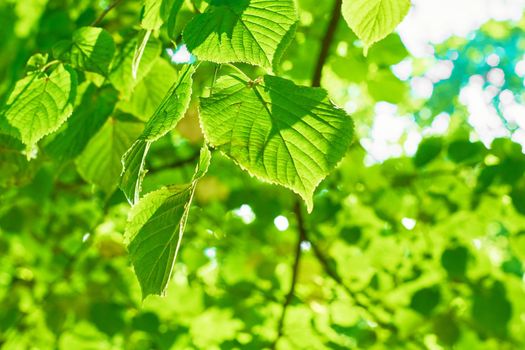 Green leaves on the blurred backgrounds in sunny day. Nature green background. Copy space. High quality photo