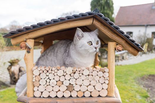 The cat is sitting on the birdhouse. The kitten watches, waits and hunts for birds. Rustic outdoor setting with homemade rustic birdhouse. High quality photo