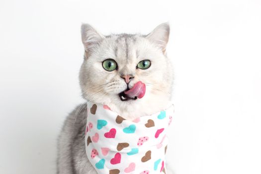 A adorable white cat, licks its muzzle with its tongue, sits on a white background with a bib in hearts, lloks at camera. Copy space. Close-up