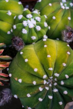 Green cactus balls background close up