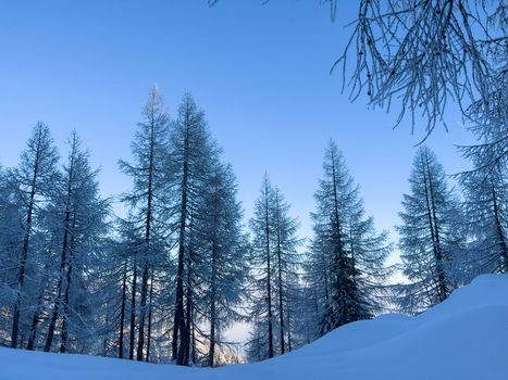 winter mountain landscape peaks and trees snow covered. High quality photo