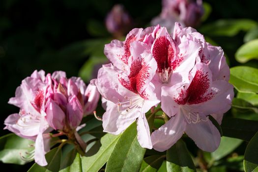 Rhododendron Hybrid (Rhododendron hybrid), close up of the flower head in sunshine