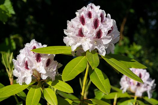 Rhododendron Hybrid (Rhododendron hybrid), close up of the flower head in sunshine