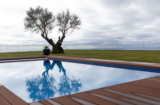 one olive tree over the private pool cloudy weather. High quality photo