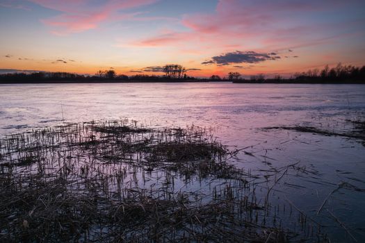 Grass in a frozen lake and a colorful sunset, winter view