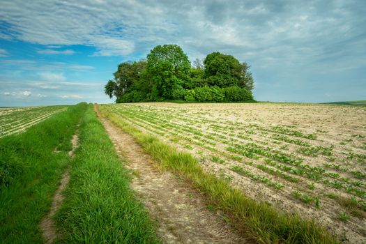 A dirt road and a field with crops, a group of trees on the horizon, summer view