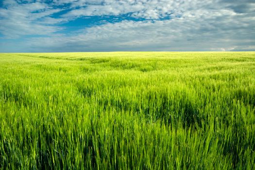 Barley field and clouds on blue sky, spring day