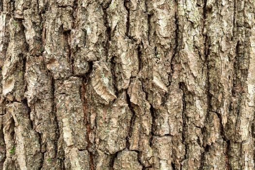 Close up of old tree trunk, background bark view