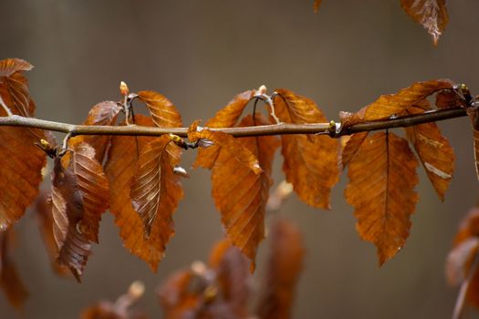 Wet brown leaves on a tree branch, close up
