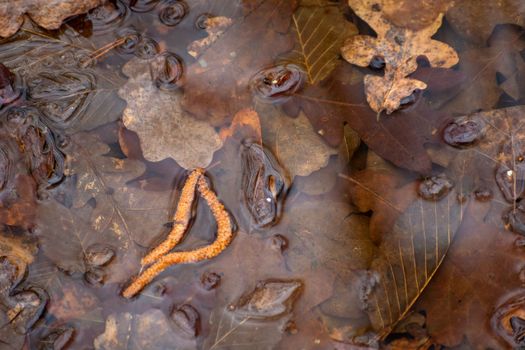 Fallen autumn brown leaves lying in the water