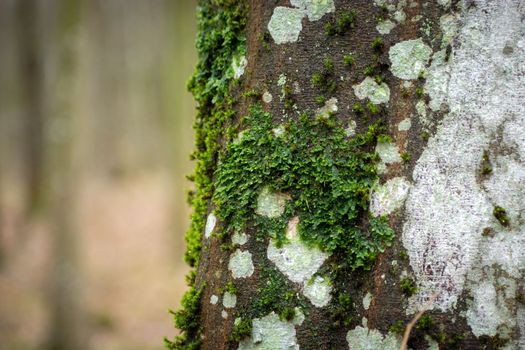 Green moss on a tree trunk, view on a rainy april day