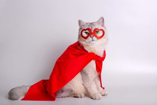 A white cat sits on white background, in a red mask in the form of hearts and a red cape, looks at camera. Close up. Copy space
