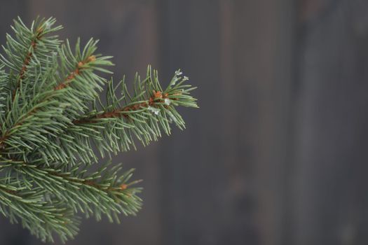 Green branch of fir tree isolated on dark wooden background. Christmas tree branch. Banner, greeting card design.