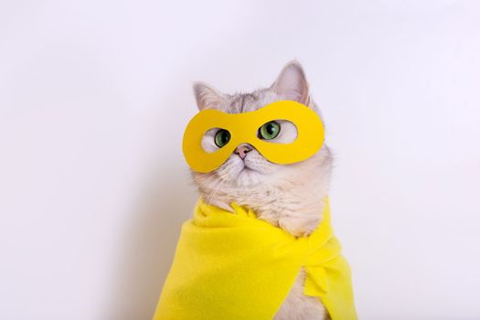 Close up of funny white cat in a yellow superhero costume: yellow mask and cape, sitting on a white background, looking away