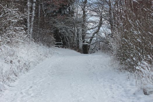 a road in a forest or park covered with snow in winter along with surrounding bushes and trees and Christmas trees in Germany Europe. High quality photo