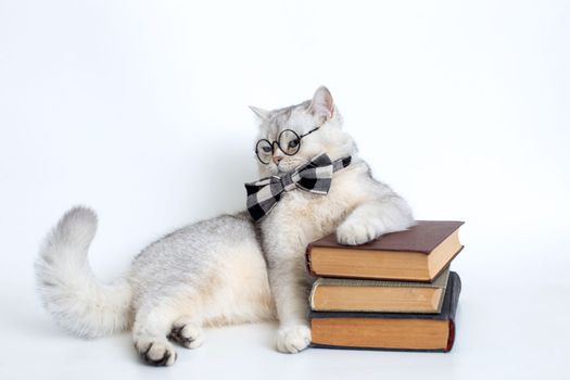 white british cat in a gray bow tie and glasses, lies on a stack of old books, looking away, isolated. copy space