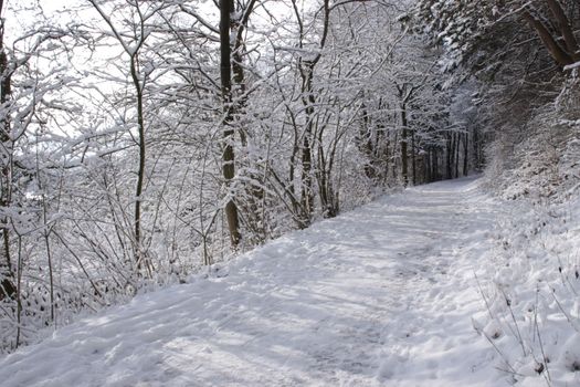 a road in a forest or park covered with snow in winter along with surrounding bushes and trees and Christmas trees in Germany Europe. High quality photo