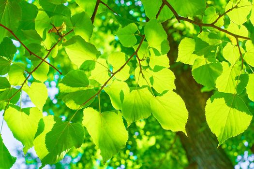 Green leaves on the blurred backgrounds in sunny day. Nature green background. Copy space. High quality photo