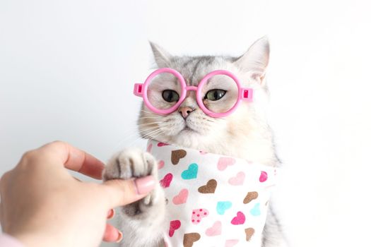 The girls hand holds the paw of a funny white cat in a scarf in hearts and pink glasses. copy space