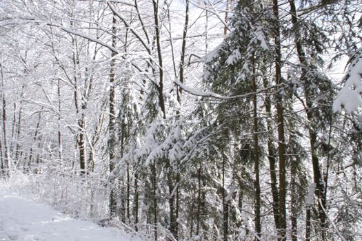 Winter forest landscape. Tall trees under snow cover. January frosty day in park. High quality photo