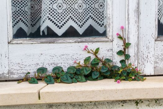 Persicaria capitata grew and blossomed on the windowsill of the house close up