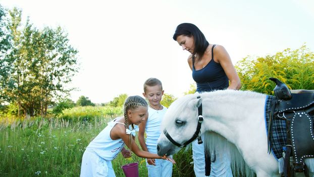 Children, a boy and a girl of seven years, fed a white pony, give to eat carrots. Cheerful, happy family vacation. Outdoors, in the summer, near the forest. High quality photo