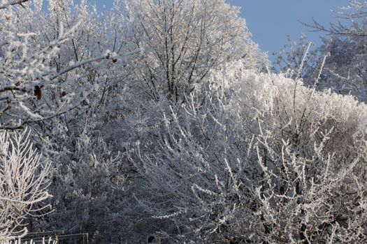 Winter forest landscape. Tall trees under snow cover. January frosty day in park. High quality photo