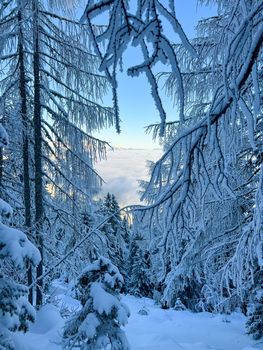 winter mountain landscape peaks and trees snow covered. High quality photo
