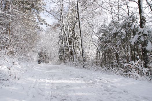 a road in a forest or park covered with snow in winter along with surrounding bushes and trees and Christmas trees in Germany Europe. High quality photo