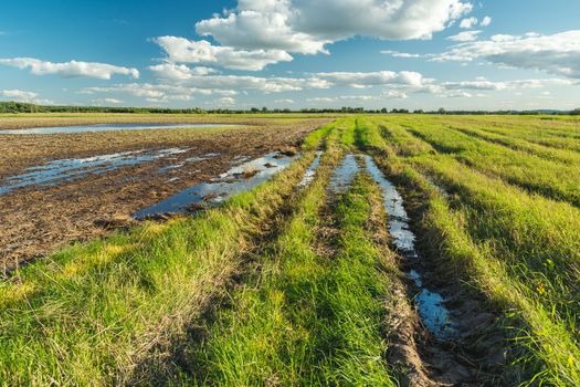 Flooded field and green meadow after rain, September rural view in eastern Poland